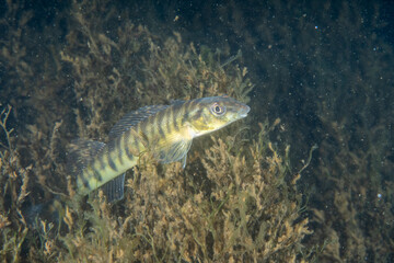 Logperch darter on grassy river bed