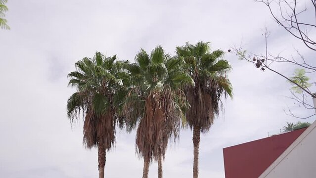 Palmeras con viento en un cielo despejado
