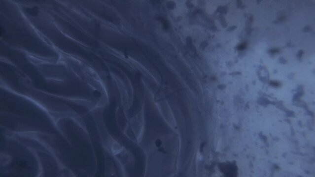 ミクロの世界、深海の爆発のような液体の動き