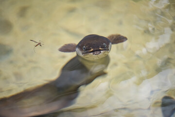 Face on view of an eel likely Anguilla dieffenbachii underwater in a mountain stream Kaimai forest,...