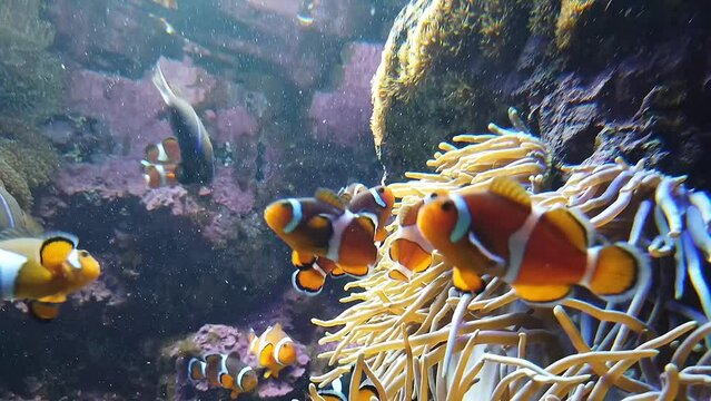 イソギンチャクの周りに群がる複数のカクレクマノミ