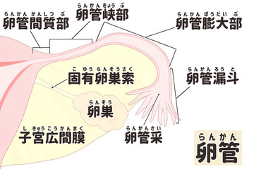 Fallopian tube labeled diagram; Female reproductive system PNG