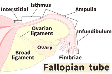 Fallopian tube labeled diagram; Female reproductive system PNG