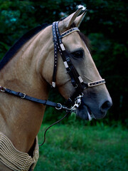 Elegance in Motion: Close-up of Paso Fino Horse