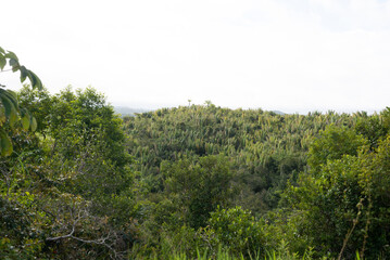 Fototapeta na wymiar View of a landscape of fields of trees and green plants. Winter season.
