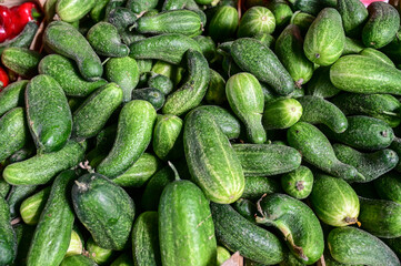 Cucumbers on the stall. Fresh, tasty and ripe Cucumbers for sale at the market.