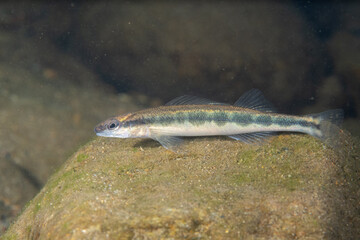Bridled darter over a rock