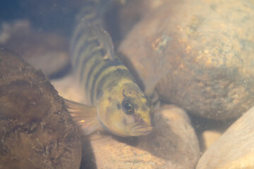 Bluebreast darter at bottom of river