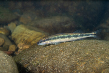 Bridled darter over a rock