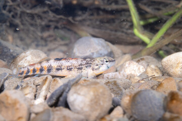 Orangethroated darter in a rocky river bed