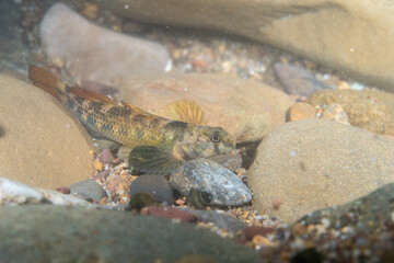 Riverweed darter at bottom of a river