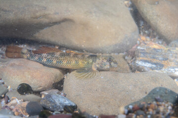 Riverweed darter at bottom of a river