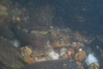 Kanawha darter displaying in a river bed
