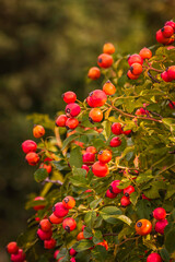  Red fruits of the rose hip - rosa rugosa  on the bush and on blurred natural background Rose hip  is an excellent fruit for jam. packed with vitamin C, A, B1, B2 and E