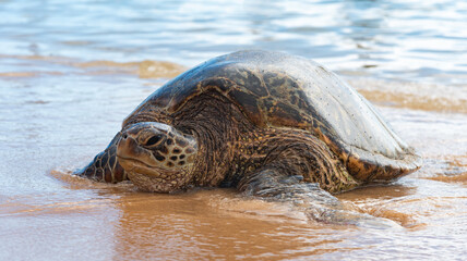 Resting Sea Turtle