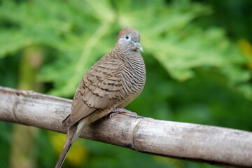 pigeon on a branch