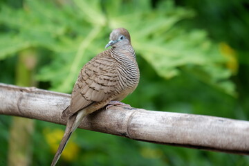 pigeon on a branch