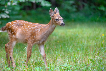 baby deer in the woods