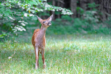 baby deer in the grass