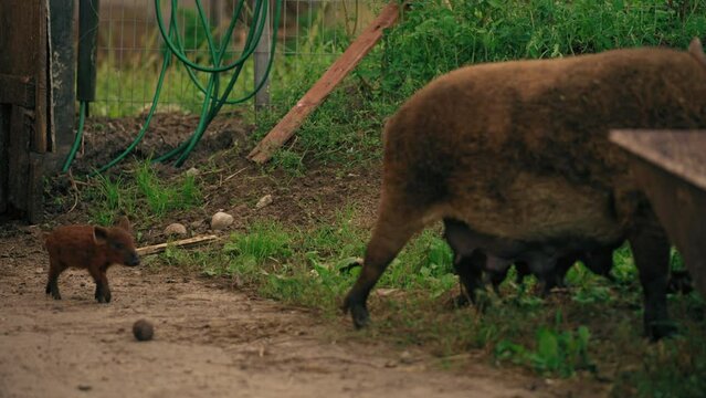mangalica pig and her piglet walking in the farm, very rare hungarian breed, farm concept. High quality 4k footage