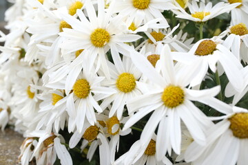 白く綺麗なマーガレットの花びら