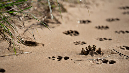 Fototapeta na wymiar black animal tracking footprints isolated wild animal paws prints lizard crocodile and cat r