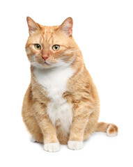 Obraz premium Cute ginger cat on white background. Adorable pet