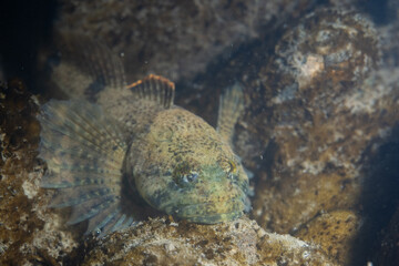 Mottled sculpin hiding among rocks in a river
