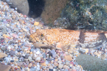 Blue ridge sculpinn hiding among rocks in a river