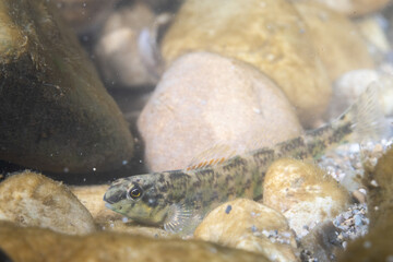Banded darter displaying at bottom of a river