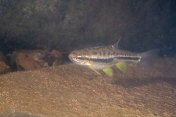 Mountain redbelly dace in a rocky river