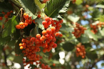 Rowan tree with many orange berries growing outdoors, closeup. Space for text