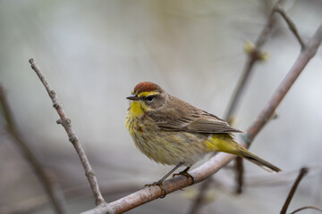 Closeup of a palm warbler on a perch