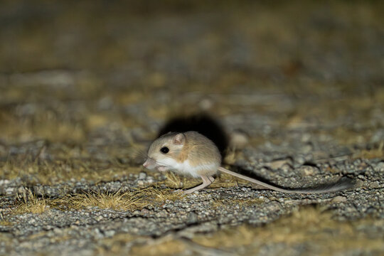 Merriam's kangaroo rat foraging at night