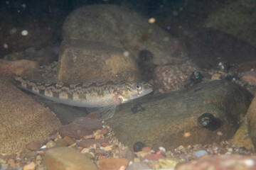 Female Roanoke darter on river bed