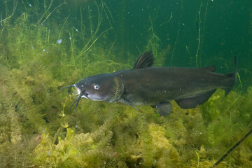Channel catfish in a lake