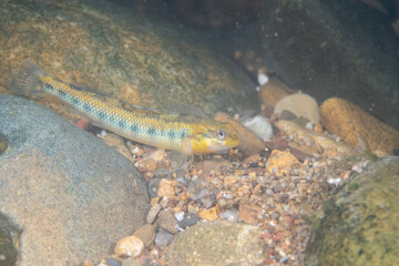 Roanoke darter at rocky river bed