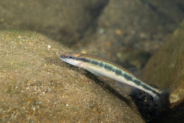 Bridled darter over a rock