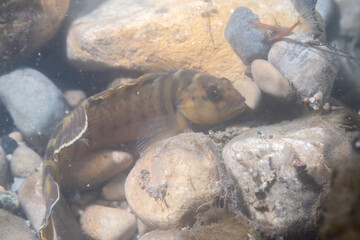 Bluebreast darter at bottom of river