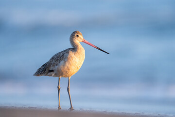 Marbled godwit walking in beach
