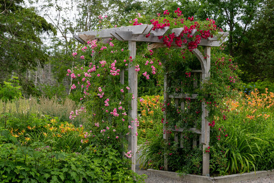 An outdoor wooden curved shaped archway or arbor surrounded by a lush green garden.  The park has birch trees, climbing red roses, orange lily flowers, and vibrant green shrubs in a botanical park. 
