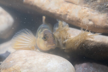 Bluebreast darter at bottom of river