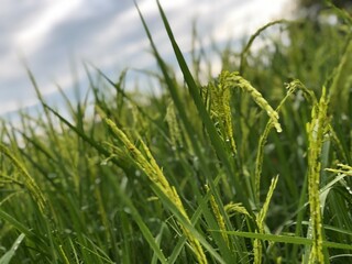 green wheat field