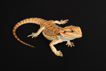 Bearded dragon, pogona vitticeps, isolated on black background, Tiger Pattern Morphs. Professional studio macro photography on isolated black background