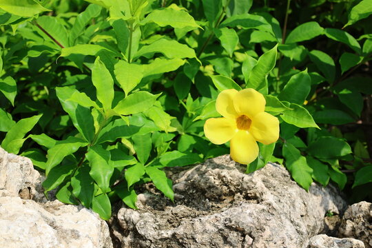 黄色いAllamanda catharticaの花