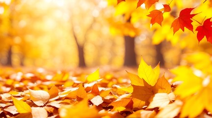 Naklejka na ściany i meble Beautiful autumn background with gold leaves and bokeh sunshine, bokeh and glow. Falling leaves natural background.