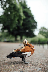 Waterfowl in St. James's Park in London. Peaking feather in the park.