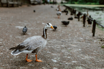 Grey white Goose walking in St. James's Park in London. 