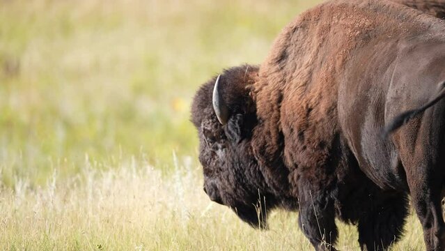 American Bison (Bison bison) Bull  with his herd, September in South Dakota.