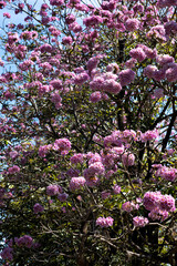 pink blossom